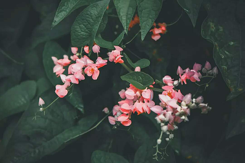 花.jpg 花.jpg