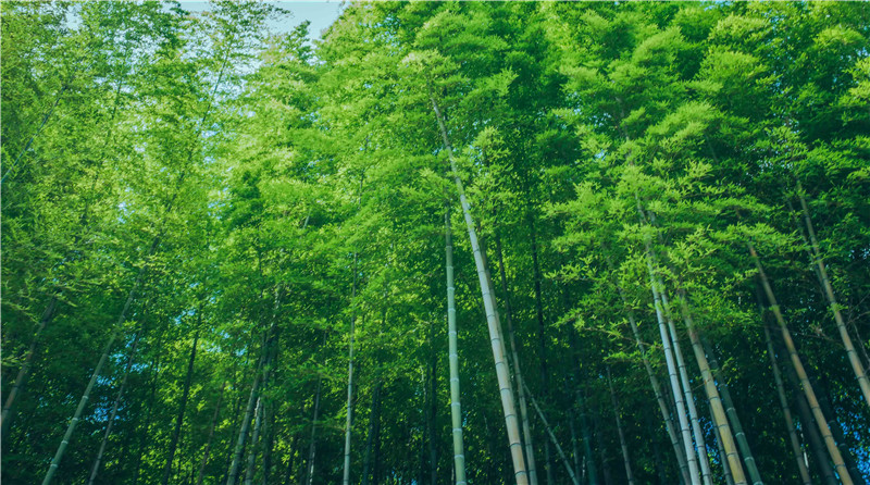 攝圖網(wǎng)_500588619_竹林(非企業(yè)商用).jpg 攝圖網(wǎng)_500588619_竹林(非企業(yè)商用).jpg